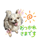 しゃくれチワワのらんちゃん4（個別スタンプ：1）