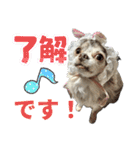 しゃくれチワワのらんちゃん4（個別スタンプ：7）