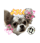 しゃくれチワワのらんちゃん4（個別スタンプ：10）