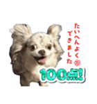 しゃくれチワワのらんちゃん4（個別スタンプ：22）