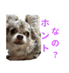 しゃくれチワワのらんちゃん4（個別スタンプ：28）