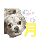 しゃくれチワワのらんちゃん4（個別スタンプ：31）