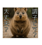 ぷりちークオッカワラビー01（個別スタンプ：1）