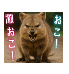 ぷりちークオッカワラビー01（個別スタンプ：2）