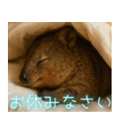 ぷりちークオッカワラビー01（個別スタンプ：4）