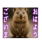 ぷりちークオッカワラビー01（個別スタンプ：5）