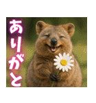 ぷりちークオッカワラビー01（個別スタンプ：9）