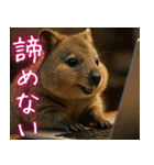 ぷりちークオッカワラビー01（個別スタンプ：18）