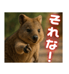 ぷりちークオッカワラビー01（個別スタンプ：31）