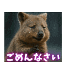 ぷりちークオッカワラビー01（個別スタンプ：34）