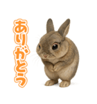 キモブサカワ10(ネザーランド・ドワーフ)（個別スタンプ：3）