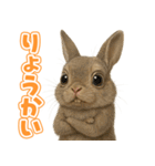 キモブサカワ10(ネザーランド・ドワーフ)（個別スタンプ：4）