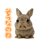キモブサカワ10(ネザーランド・ドワーフ)（個別スタンプ：5）