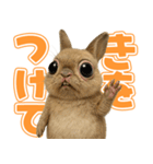 キモブサカワ10(ネザーランド・ドワーフ)（個別スタンプ：16）