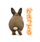 キモブサカワ10(ネザーランド・ドワーフ)（個別スタンプ：26）