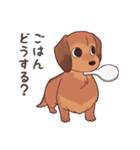 ダックス大好き！家族の連絡専用◆レッド（個別スタンプ：1）