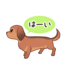 ダックス大好き！家族の連絡専用◆レッド（個別スタンプ：13）