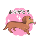 ダックス大好き！家族の連絡専用◆レッド（個別スタンプ：17）