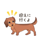 ダックス大好き！家族の連絡専用◆レッド（個別スタンプ：21）