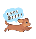 ダックス大好き！家族の連絡専用◆レッド（個別スタンプ：23）