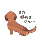 ダックス大好き！家族の連絡専用◆レッド（個別スタンプ：27）