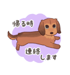 ダックス大好き！家族の連絡専用◆レッド（個別スタンプ：29）