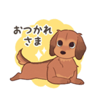 ダックス大好き！家族の連絡専用◆レッド（個別スタンプ：35）