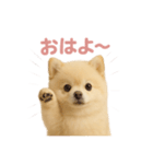 子犬verポメラニアン（個別スタンプ：1）