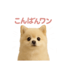 子犬verポメラニアン（個別スタンプ：3）