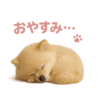 子犬verポメラニアン（個別スタンプ：4）