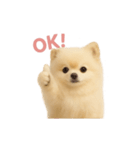 子犬verポメラニアン（個別スタンプ：5）