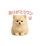 子犬verポメラニアン（個別スタンプ：6）