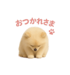 子犬verポメラニアン（個別スタンプ：7）