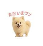 子犬verポメラニアン（個別スタンプ：8）