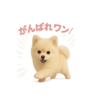 子犬verポメラニアン（個別スタンプ：9）