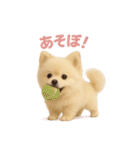 子犬verポメラニアン（個別スタンプ：10）