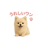 子犬verポメラニアン（個別スタンプ：11）