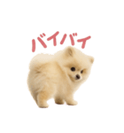 子犬verポメラニアン（個別スタンプ：13）