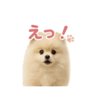 子犬verポメラニアン（個別スタンプ：14）