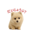 子犬verポメラニアン（個別スタンプ：15）