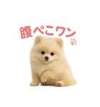 子犬verポメラニアン（個別スタンプ：16）
