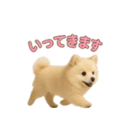 子犬verポメラニアン（個別スタンプ：17）