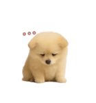 子犬verポメラニアン（個別スタンプ：18）