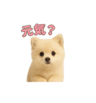 子犬verポメラニアン（個別スタンプ：20）
