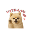 子犬verポメラニアン（個別スタンプ：21）