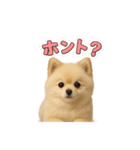 子犬verポメラニアン（個別スタンプ：22）