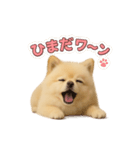 子犬verポメラニアン（個別スタンプ：23）