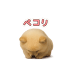 子犬verポメラニアン（個別スタンプ：24）
