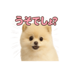 子犬verポメラニアン（個別スタンプ：25）