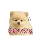 子犬verポメラニアン（個別スタンプ：26）